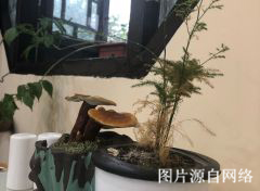 http://m.4000500521.com//upimg/seot/t20190701173553213.jpg